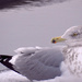 Gull Closeup by rminer