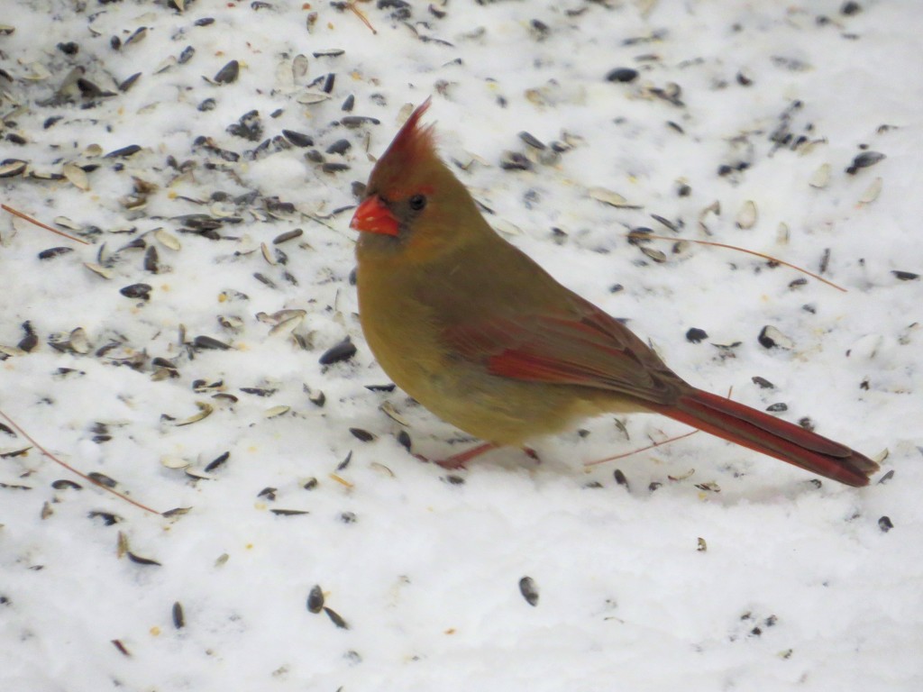 Mrs. Cardinal. by maggie2
