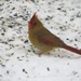 Mrs. Cardinal. by maggie2