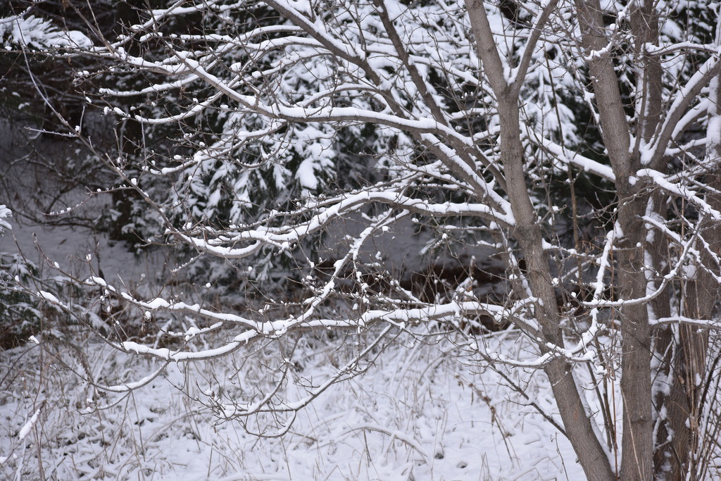 Snowy Scene by caitnessa