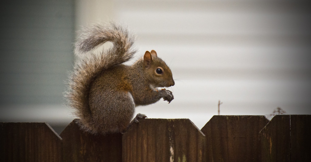 Squirrel on the Fence! by rickster549