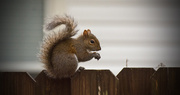 3rd Jan 2018 - Squirrel on the Fence!