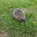 Baby Hedgehog.  by chimfa