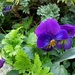 Violas   by beryl