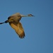 Sandhill crane by bigdad