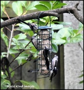 4th Jan 2018 - Small flock of long tailed tits