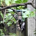 Small flock of long tailed tits by rosiekind