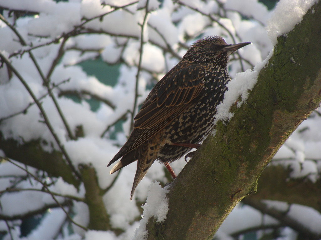 Starling in winter by jacqbb