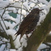 Starling in winter by jacqbb