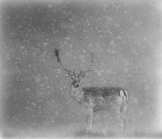 4th Jan 2018 - Winter Stag