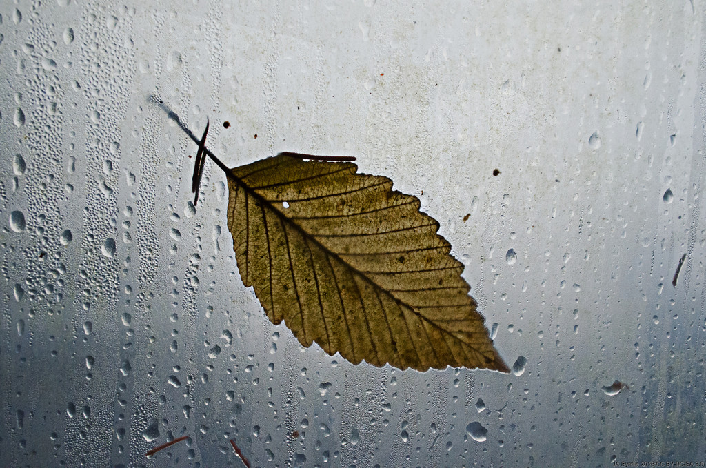 Leaf by byrdlip