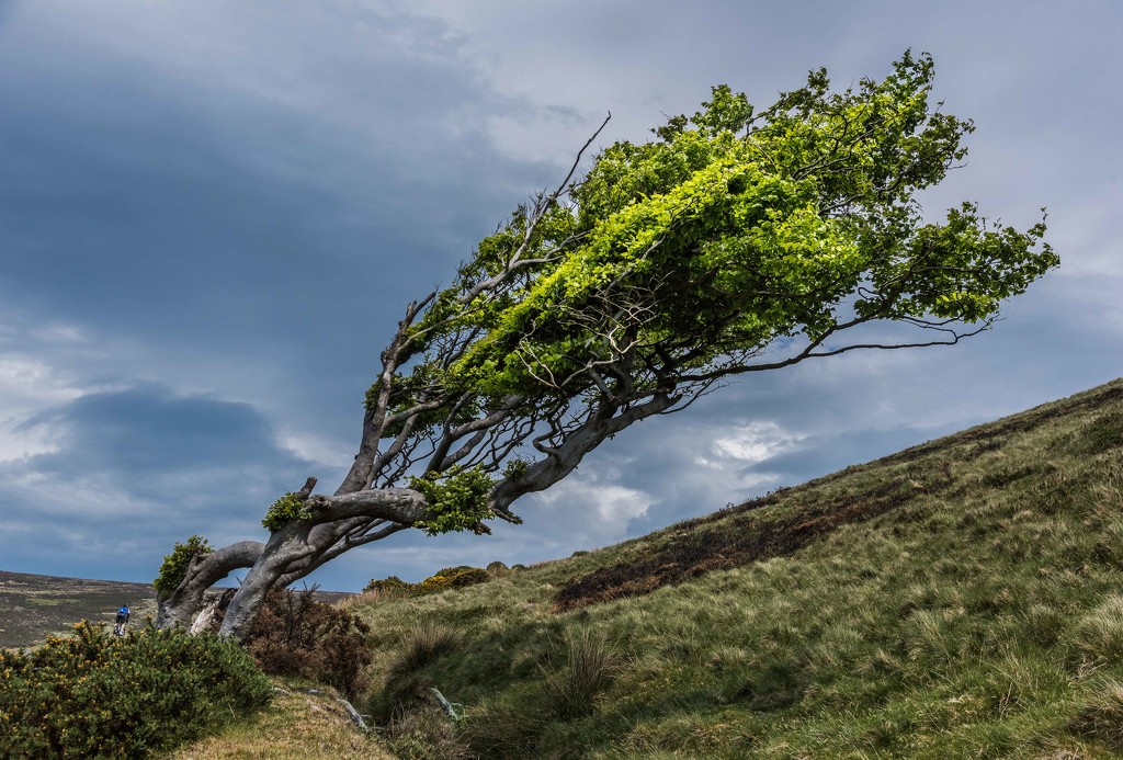 Prevailing wind by inthecloud5