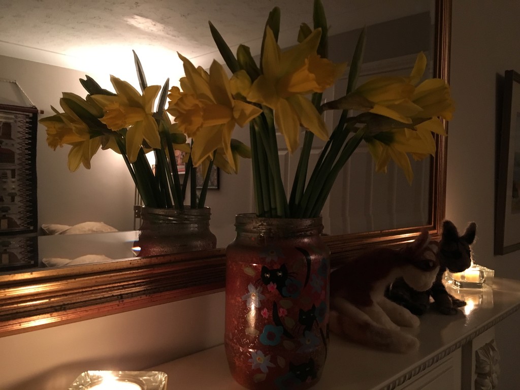 Daffodils by 365projectmaxine