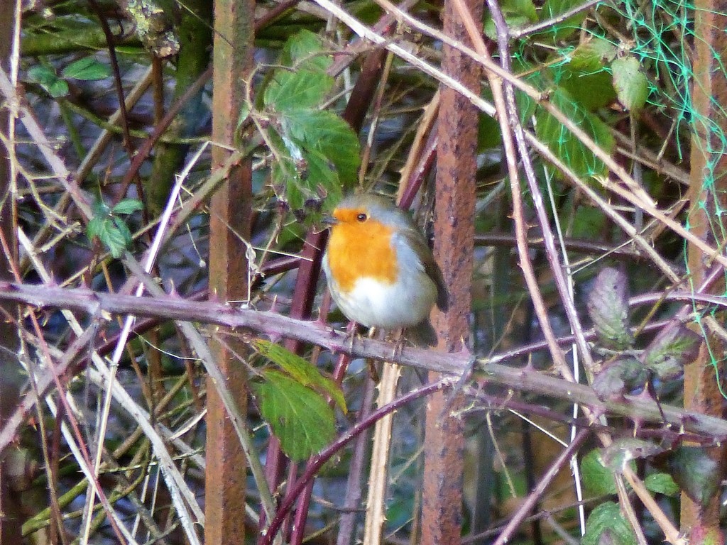 Brave Little Robin by susiemc
