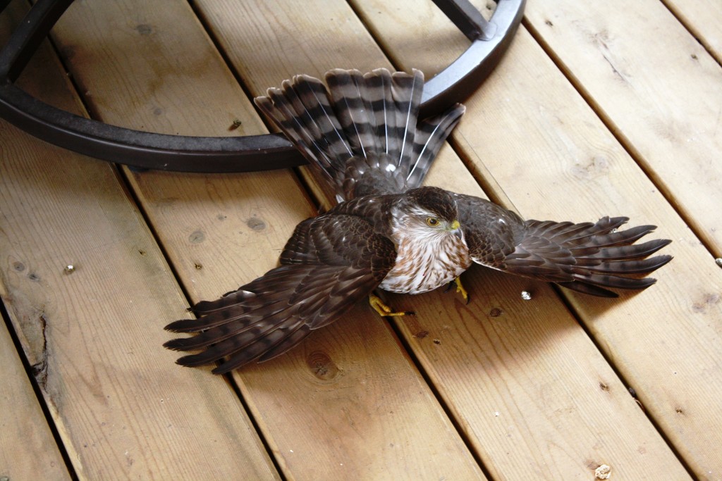 Poor hawk by bruni