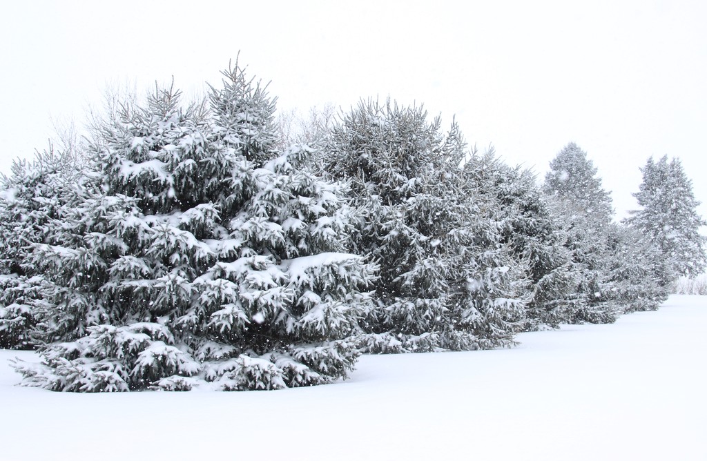 Snow On Pines by bjchipman
