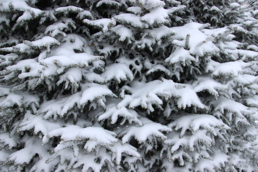 Snowy Pine by bjchipman