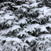 Snowy Pine by bjchipman