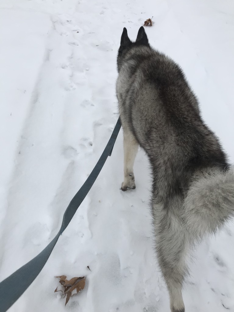 Snowy walks  by annymalla