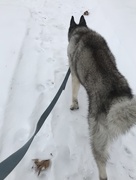 8th Jan 2018 - Snowy walks 