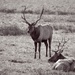 Bull Elk by jgpittenger