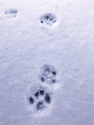 4th Jan 2018 - Day 110:  Kitty Paws In The Snow