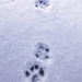 Day 110:  Kitty Paws In The Snow by sheilalorson