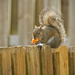 At Least the Squirrels are Cooperating! by rickster549