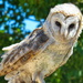 Barn Owl....... by ludwigsdiana