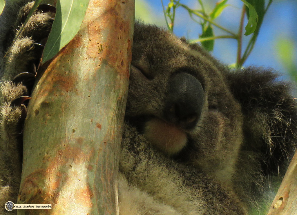 sleeping tight by koalagardens