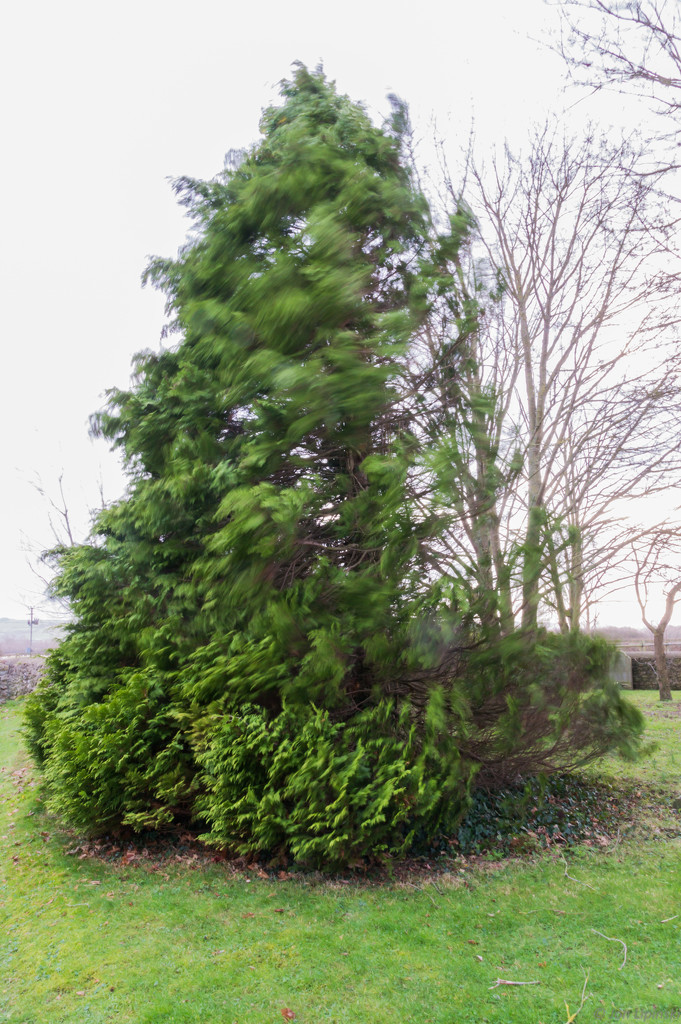Windy fir tree by jon_lip
