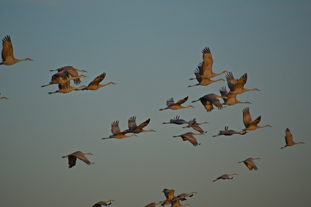 migrating cranes by bigdad