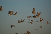 5th Jan 2018 - migrating cranes