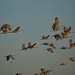 migrating cranes by bigdad
