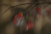 5th Jan 2018 - Day 5 ... Of Lensbaby