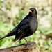 MISTER BLACKBIRD by markp