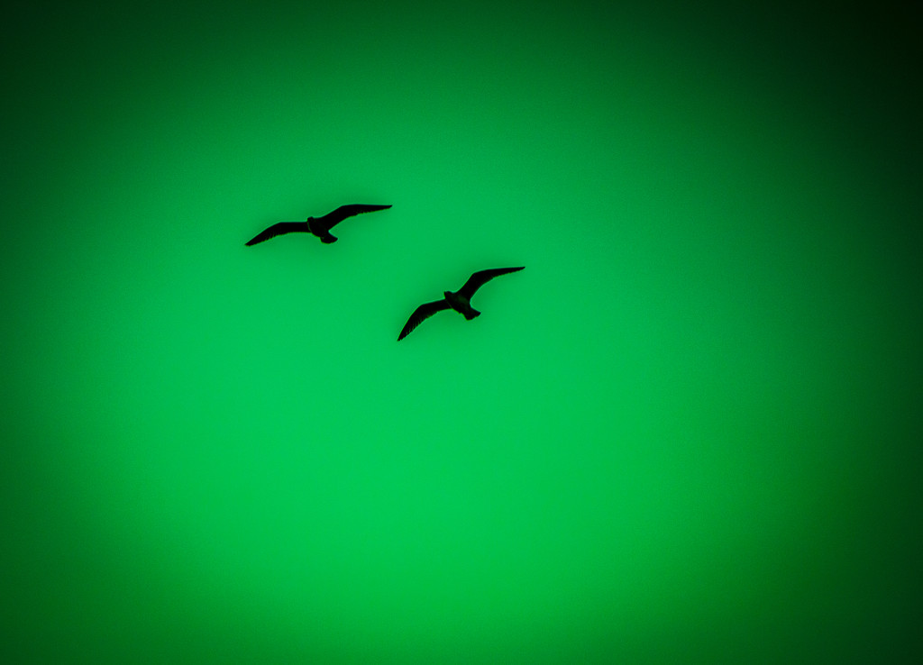 Seagull abstract green by swillinbillyflynn