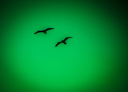 1st Jan 2018 - Seagull abstract green