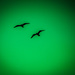 Seagull abstract green by swillinbillyflynn