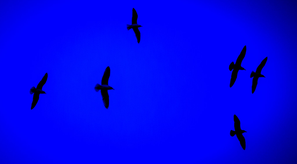Seagull abstract blue by swillinbillyflynn