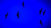 2nd Jan 2018 - Seagull abstract blue