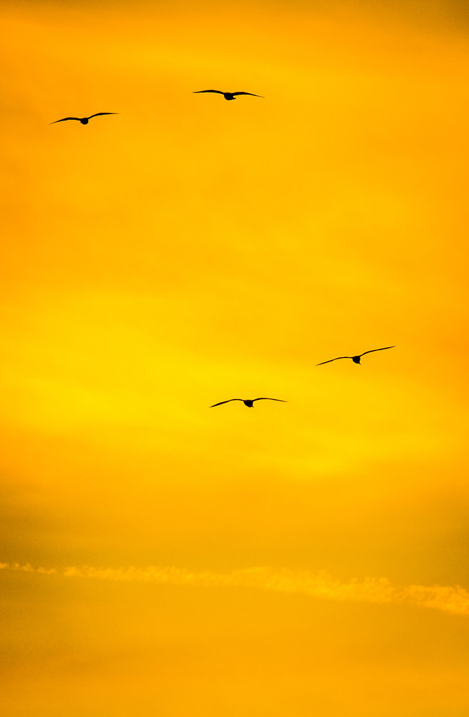 Seagull abstract yellow by swillinbillyflynn