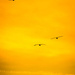 Seagull abstract yellow by swillinbillyflynn