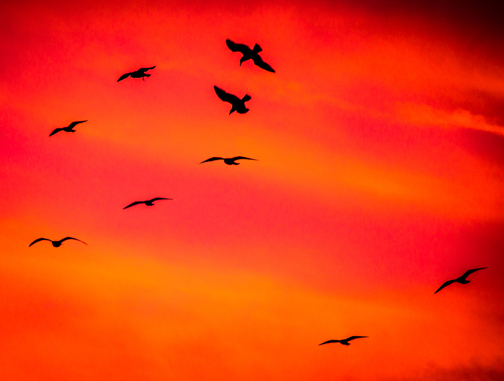Seagull abstract red by swillinbillyflynn