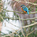 Kingfisher by philhendry