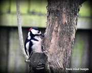 5th Jan 2018 - I think Woodie is stripping my tree