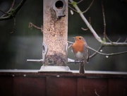 5th Jan 2018 - Our Robin