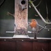 Our Robin by phil_sandford