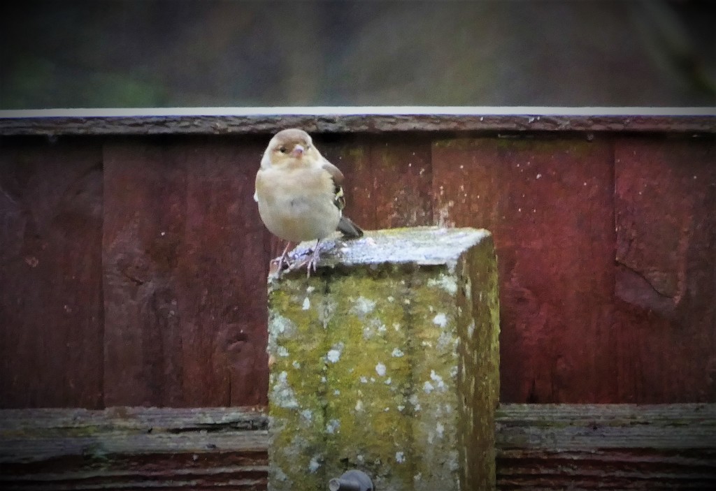 Garden Bird by carole_sandford