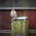 Garden Bird by carole_sandford